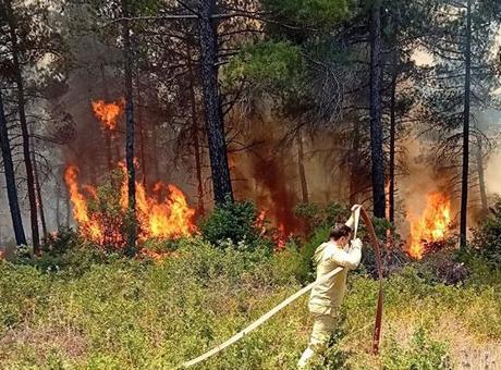 Bursa'daki Orman Yangını Kontrol Altına Alındı: Ekipler Başarıyla Müdahale Etti