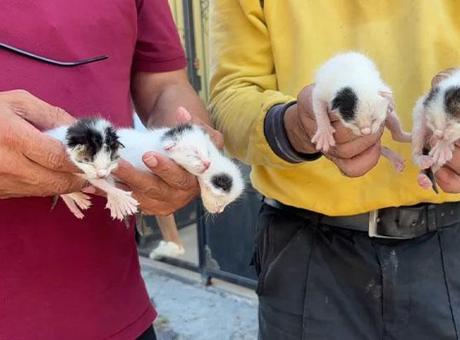 Çöpten Kurtarılan 5 Yavru Kedi Hayata Dönüyor