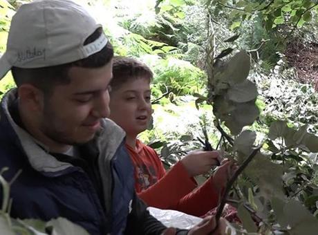 Bu Yıl Ihlamur Kilosu 3 Bin Lirayı Geçiyor! Karacabey'de Hasat Zorlu Şartlarda Devam Ediyor
