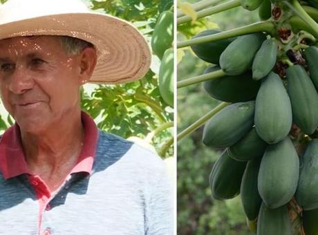 Jose Matacz: Papaya Üretimiyle Hayatını Değiştiren Başarılı Çiftçi