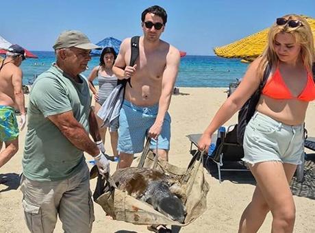 İki İlde Üç Caretta Caretta Deniz Kaplumbağası Ölü Olarak Bulundu