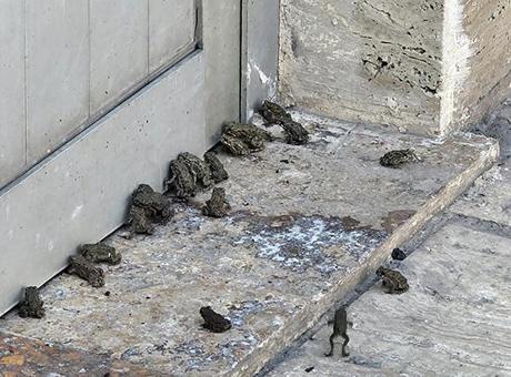 Yağmur Sonrası Kurbağa Yürüyüşü: Sürücülerin Dikkatini Çeken Görüntüler