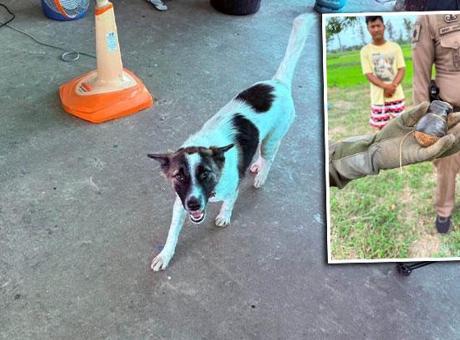 Köpeğin eve getirdiği cisim dehşete düşürdü! Gerçek ortaya çıkınca bomba ekipleri çağrıldı
