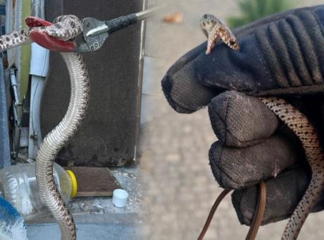 Bir kenti yılanlar sardı! Evlere kadar girmeye başladı: 'Bir günde 10 vaka geliyor’