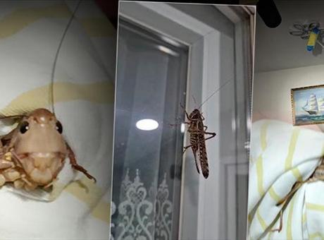 Tarım ve Orman Bakanlığı'ndan 'çekirge istilası' iddialarına açıklama