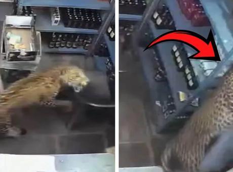 Leopar dükkana girdi, çalışana saldırdı! Dehşet anları kamerada