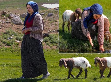 Yaylada Sıra Dışı Dostluk: Koyun Kuzuları Halime'nin Peşini Bırakmıyor