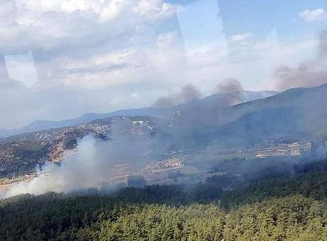 Muğla'da tarım arazisinden başlayan yagın ormana sıçradı