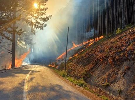 Bursa Uludağ Yolu'nda orman yangını