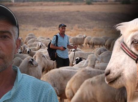 Sürünün içinden 'ihanet' çıktı: 19 senelik birikimimdi