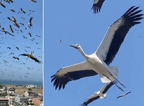 Bir anda gökyüzünü kapladılar! Hatay’da eşine az rastlanır görüntü