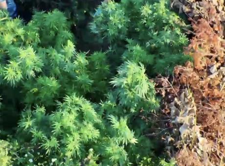 Samsun'da zehir tarlası! Tütünlerin arasına gizlemiş 502 kök kenevir ve 17 kilo esrar ele geçirildi