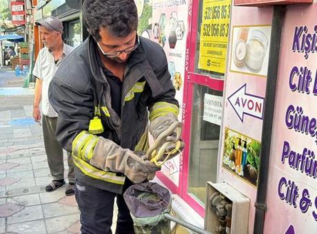 Doğalgaz kutusundan yılan çıktı! Kediden dakikalarca süren takip