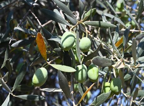Bursa’da 1500 yıllık zeytin ağacı görenleri hayran bıraktı! Asırlara meydan okuyan 'canlı tarih'